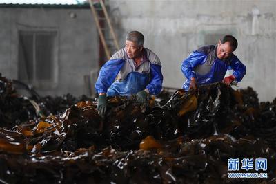 遼寧長海 海洋牧場迎來豐收季，線上線下銷售兩旺